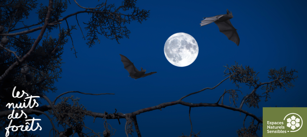 Nuit des Forêts : Un nuit avec les chauves-souris