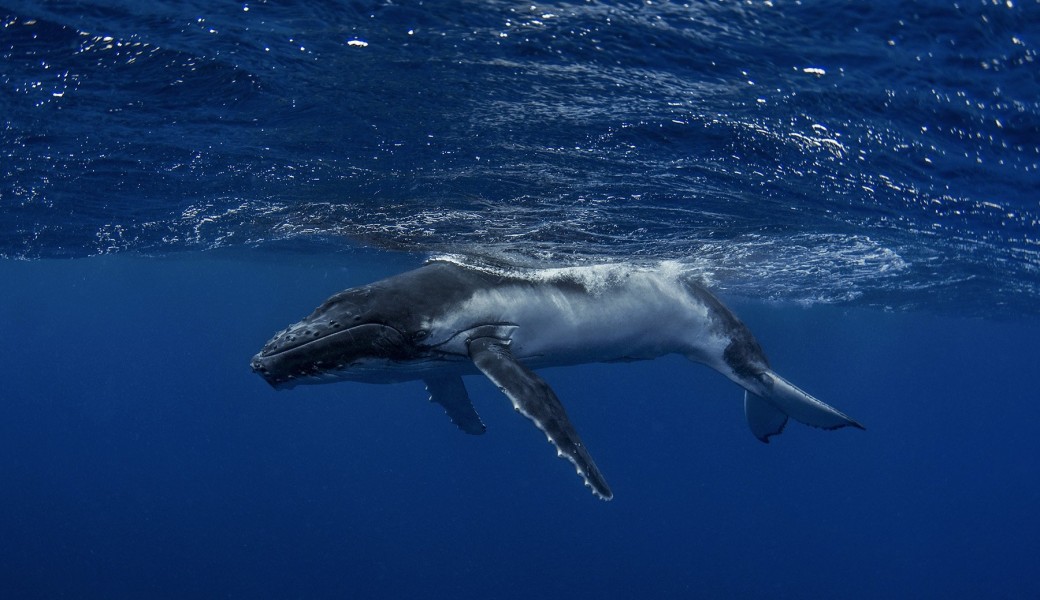 OBSERVATION DES BALEINES 2024
