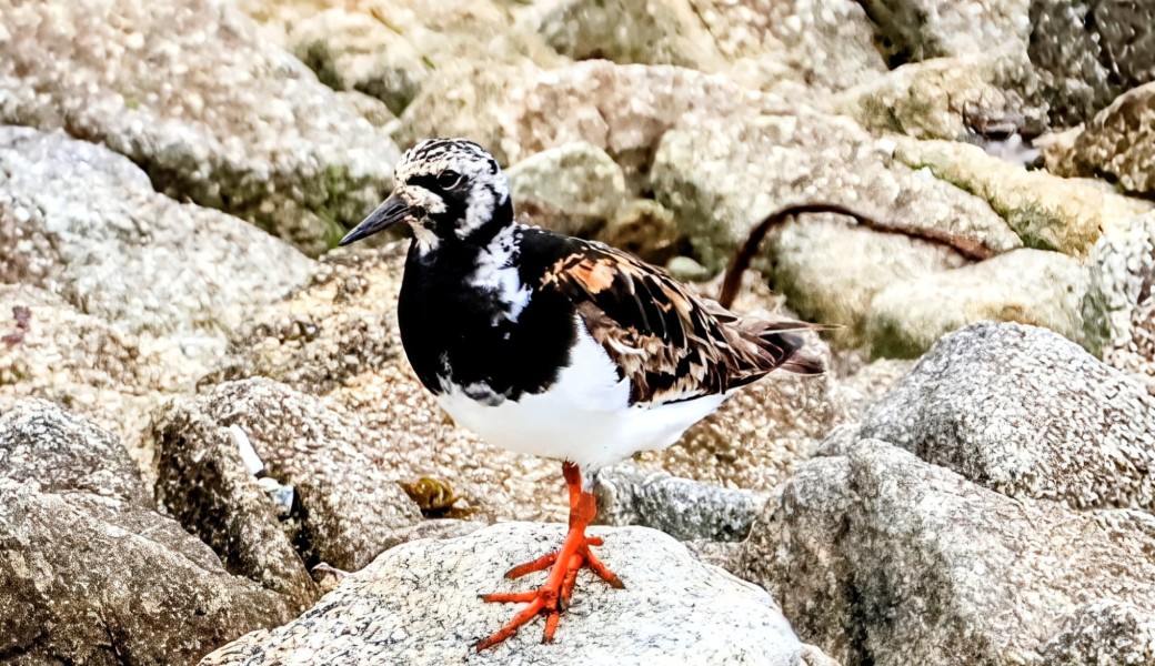 Observation des oiseaux à la baie de Goulven