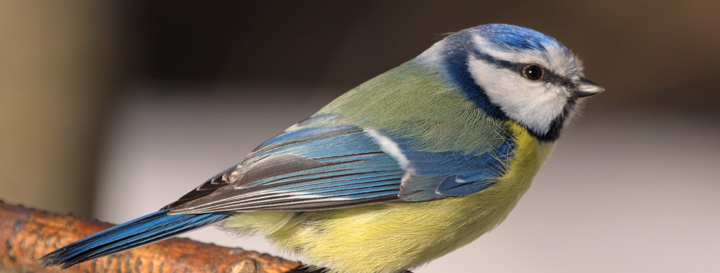 Observation des oiseaux 