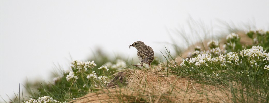 Observer la faune sauvage crépusculaire en zone agricole