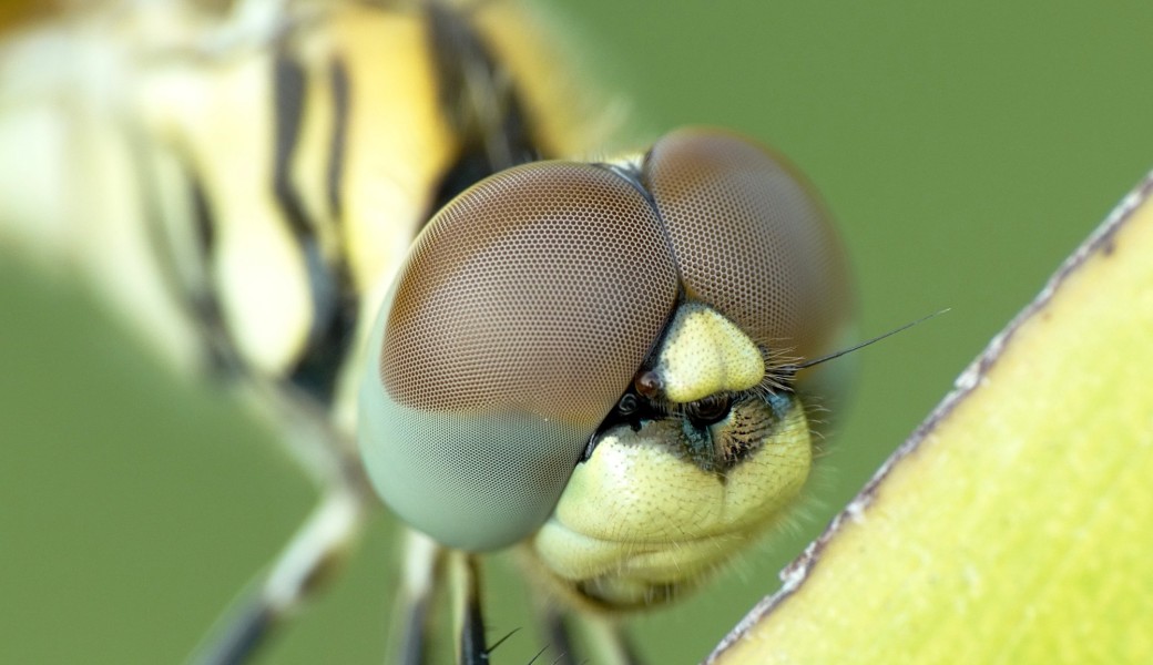 Odonates : Libellule ou Demoiselle ?
