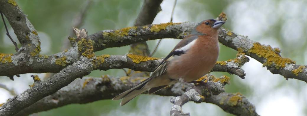 Les oiseaux de nos campagnes