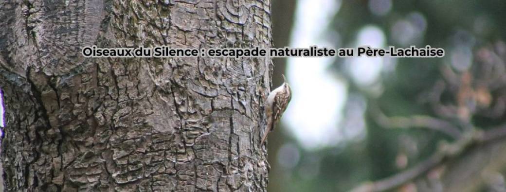 Oiseaux du Silence : escapade naturaliste au Père-Lachaise