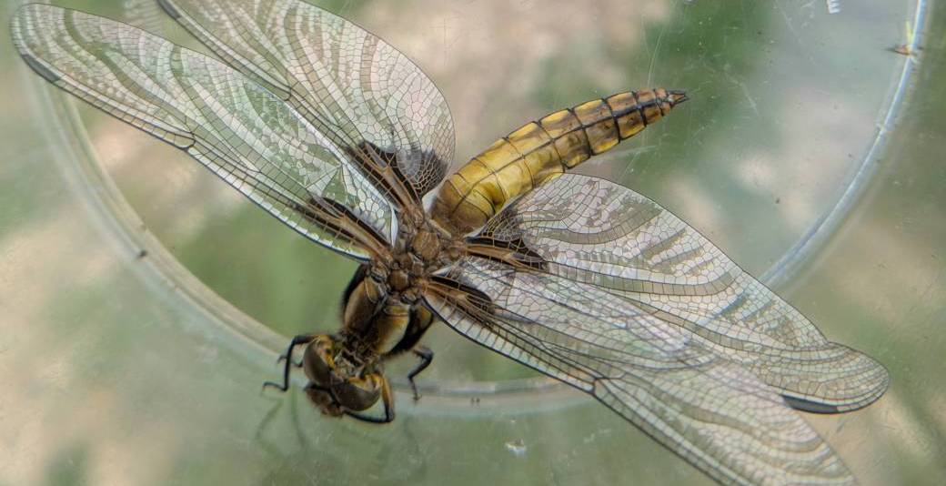 On se marre dans la zone humide ! 17/06/2026