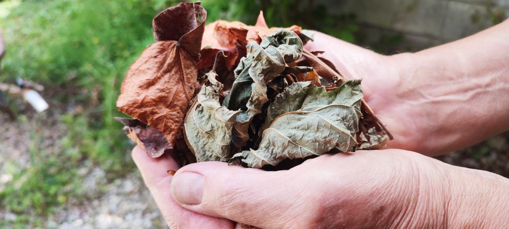 Oooh les feuilles !
