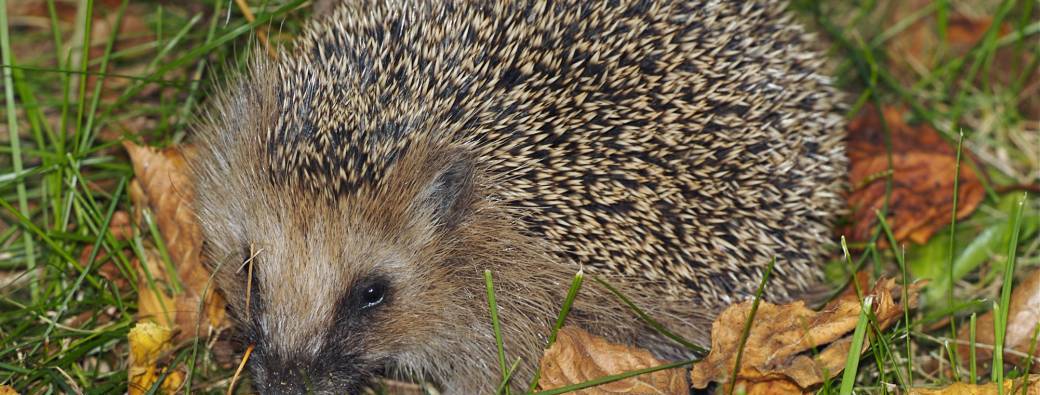 Opération Hérisson – Une action locale pour la biodiversité