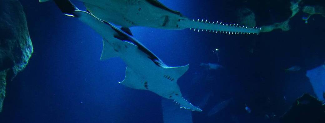 Opération Poissons-scie, Planet Ocean s’engage