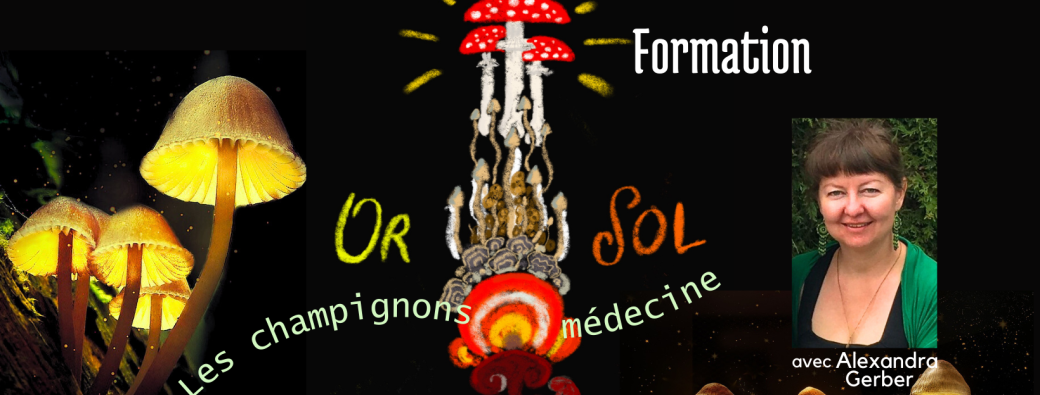 Or Sol, les champignons médecine