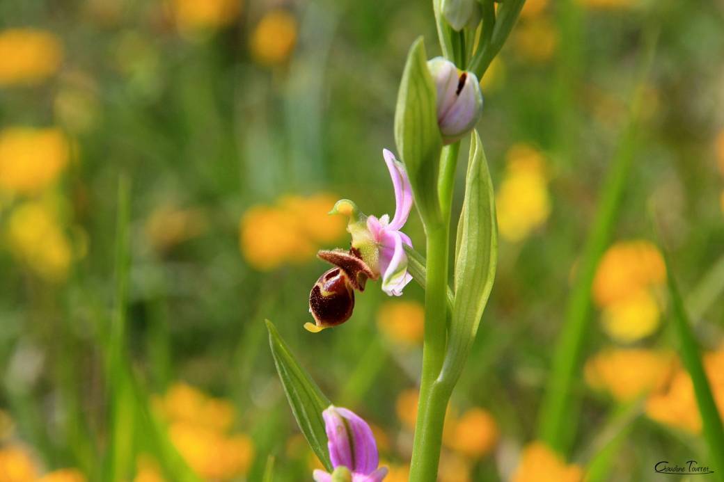 Orchidées sauvages du Larzac