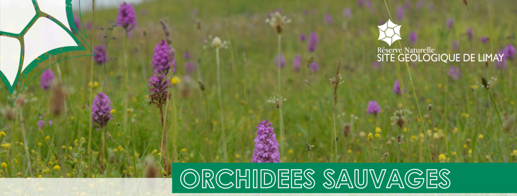 Orchidées sauvages I