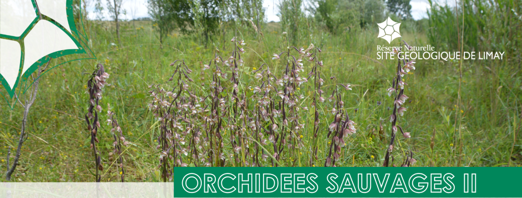 Orchidées sauvages II