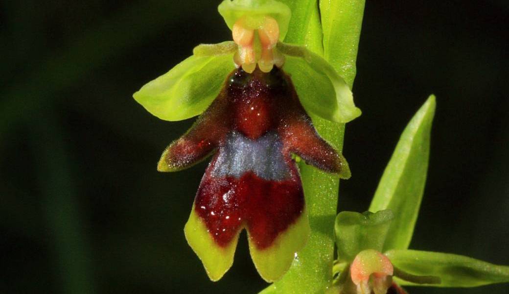 ORCHIDEES SAUVAGES