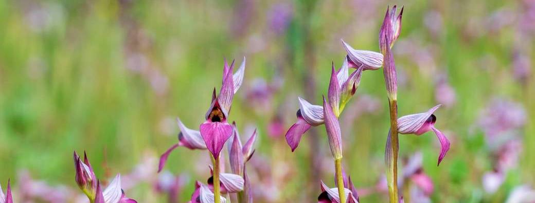 Extra' orchidées