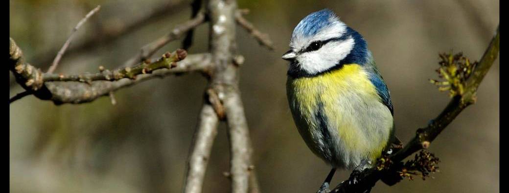 Où se cachent  les oiseaux de Milhaud  en Hiver ?