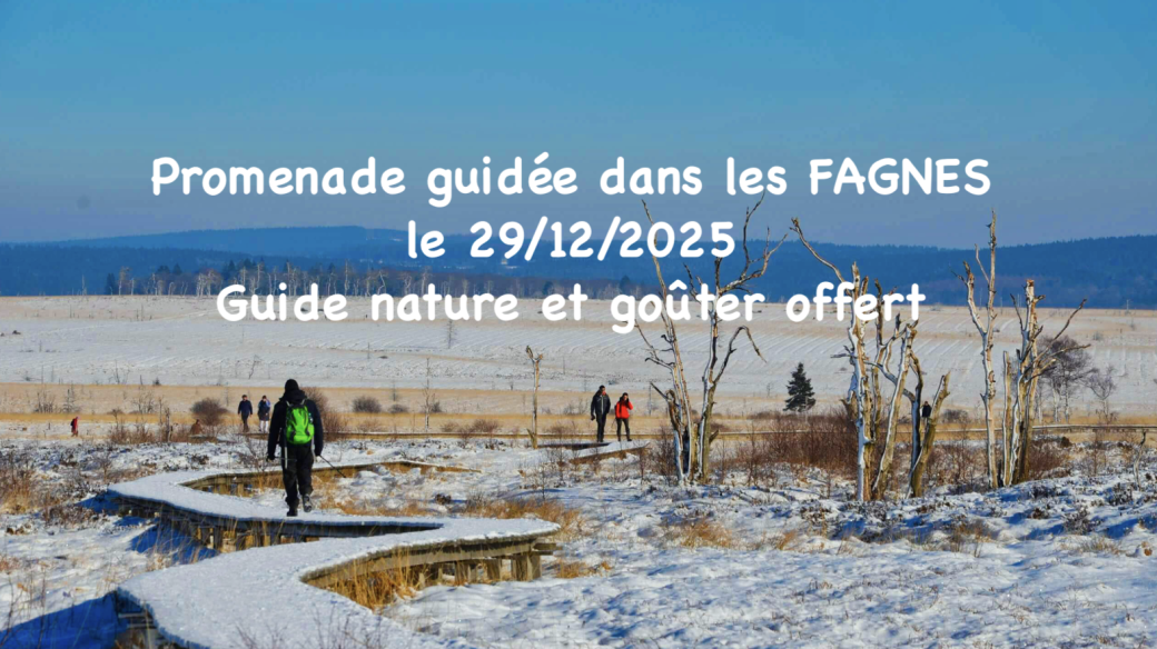 Parc Naturel des Hautes-Fagnes (promenade guidée et goûter) 