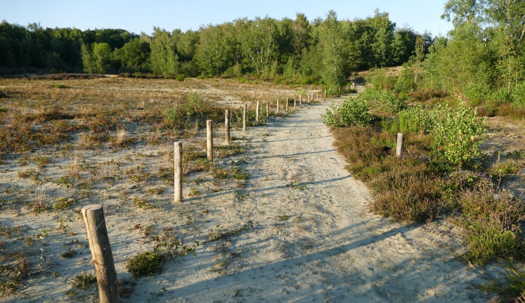 Parcourir la lande au sein de la Grande Bruyère de Blaton