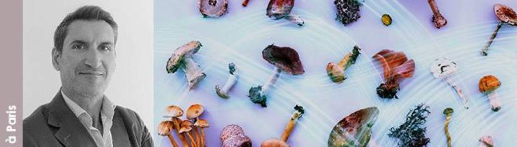 Paris Les incroyables vertus thérapeutiques des champignons médicinaux