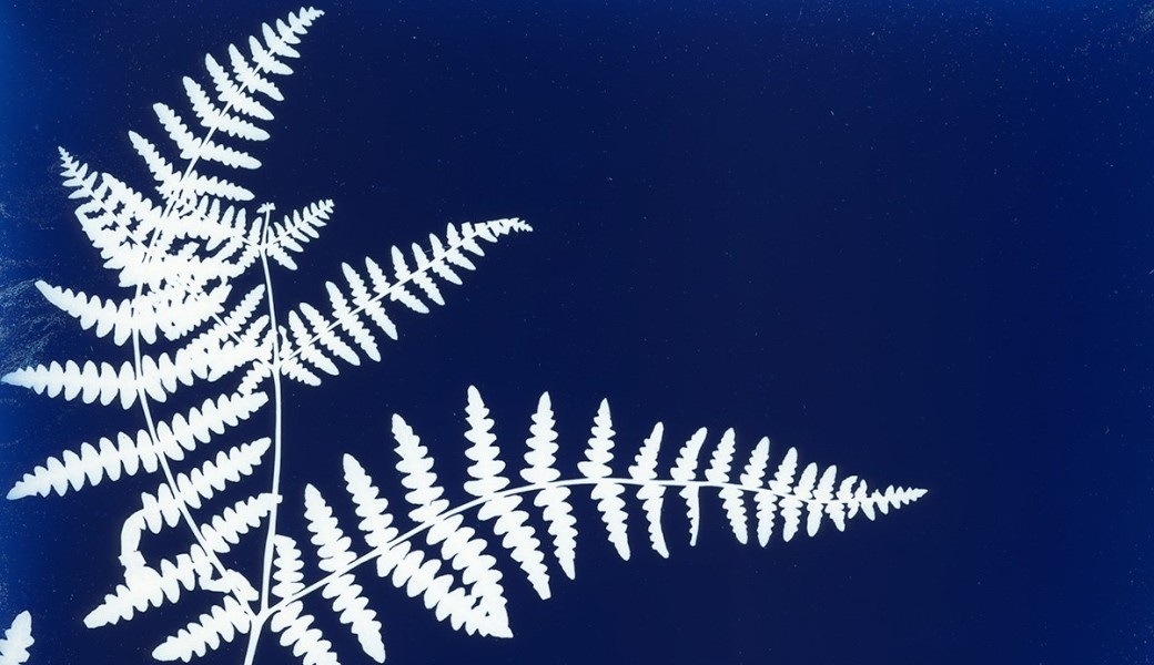 Partage de savoir : le Cyanotype