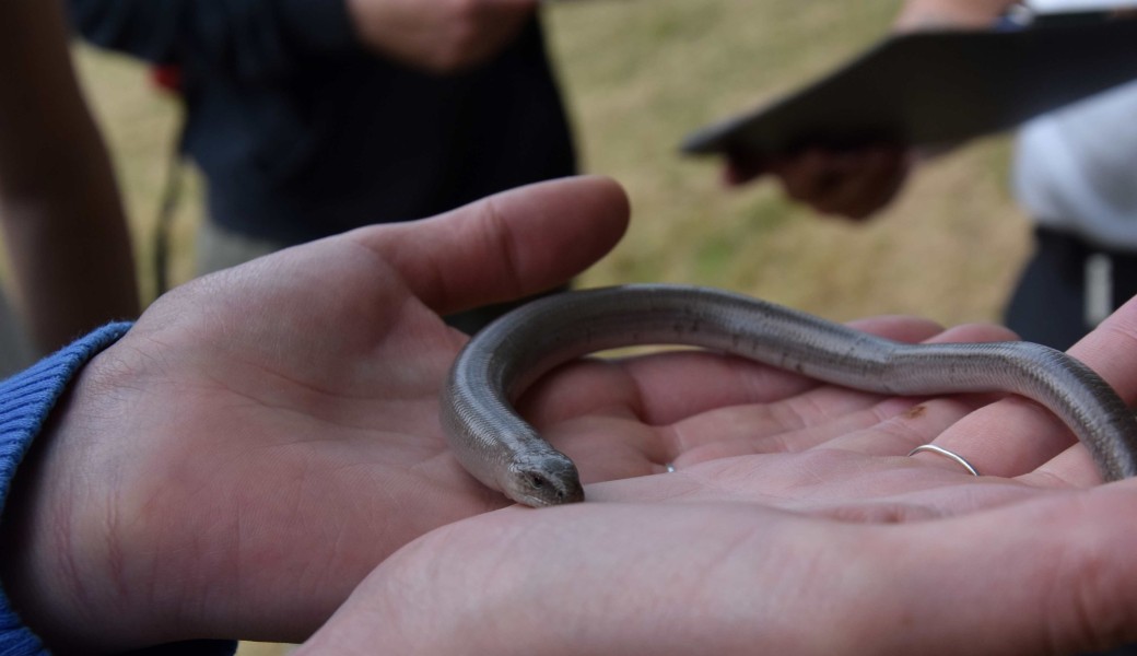 Participation à un protocole scientifique d’inventaire des reptiles 