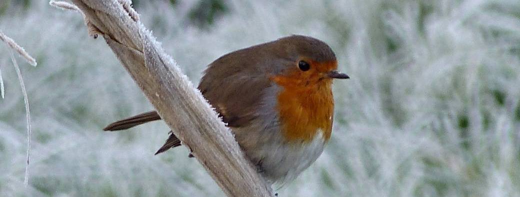 Participer au Comptage National des Oiseaux de Jardin