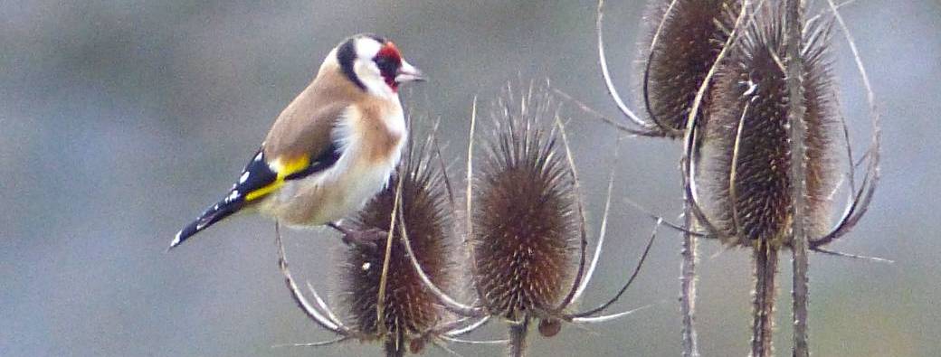 Participer au Comptage National des Oiseaux des Jardins