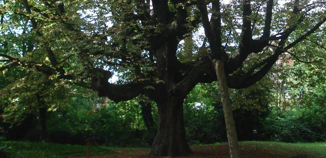 "Patrimoine arboré remarquable de Lambersart" à vélo