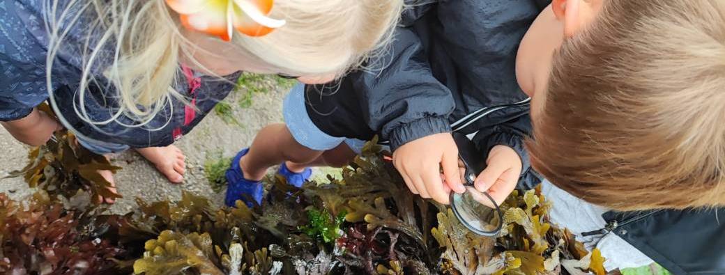 Pêche à pied naturaliste -Coquillages et animaux étranges