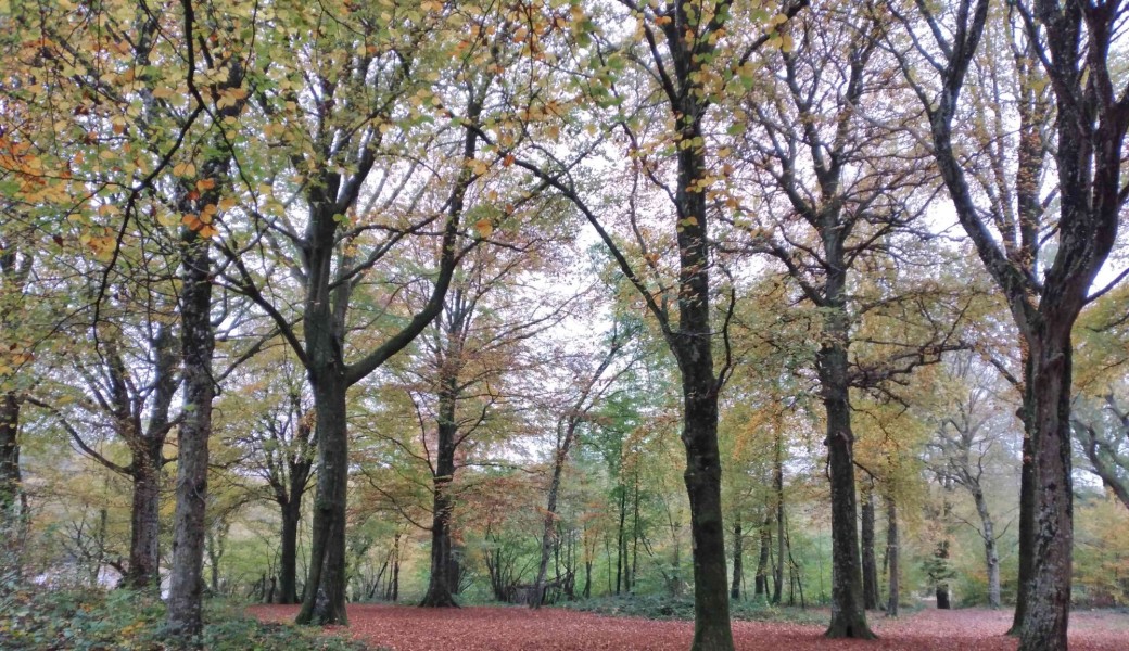 Peindre au Bois de Guînes