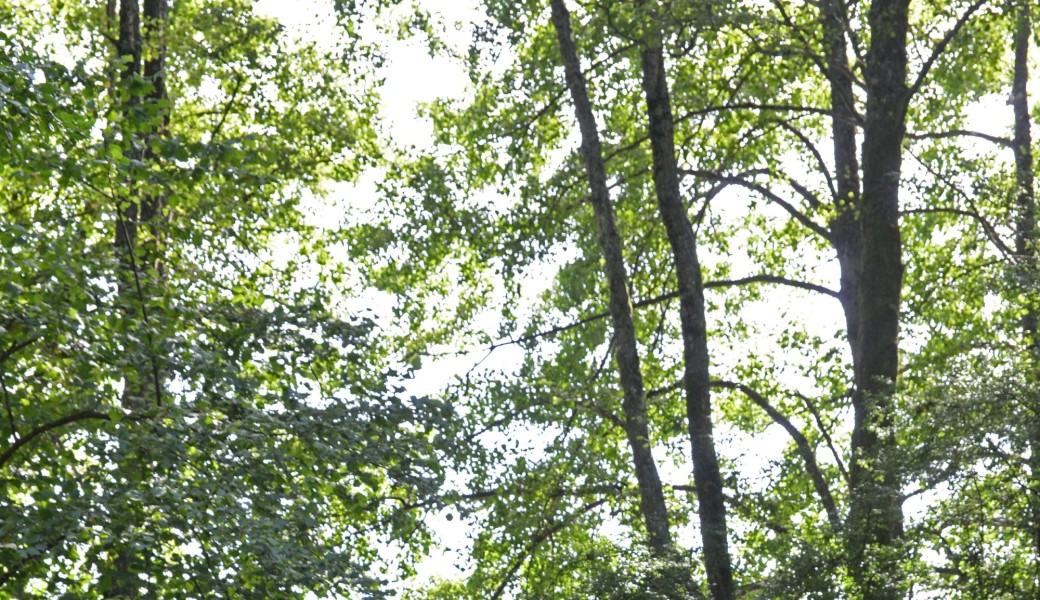 Peindre, au fil de l’eau : Les berges du plan d’eau