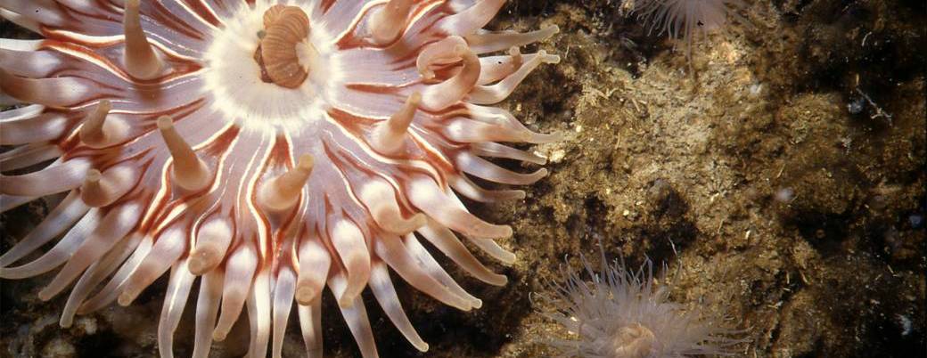 Petites bêtes et grands bassins Petites bêtes et grands bassins