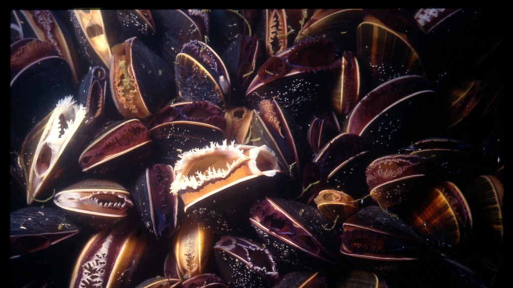 Petites bêtes et grands bassins