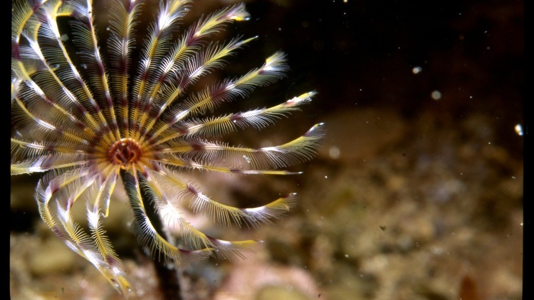 Petites bêtes et grands bassins