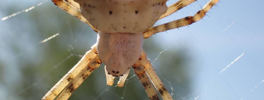 Petites bêtes soyeuses