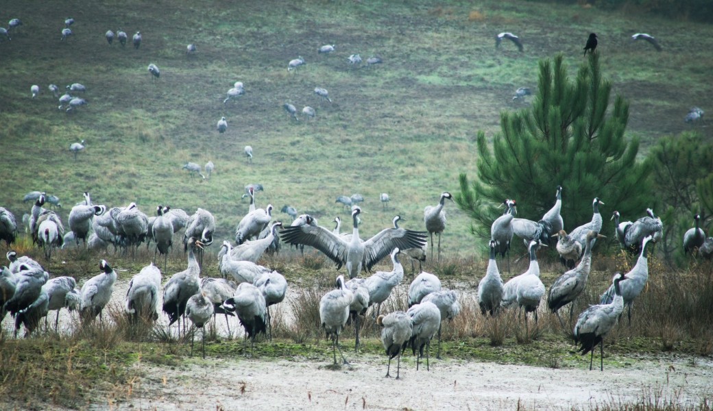 Photographier les grues