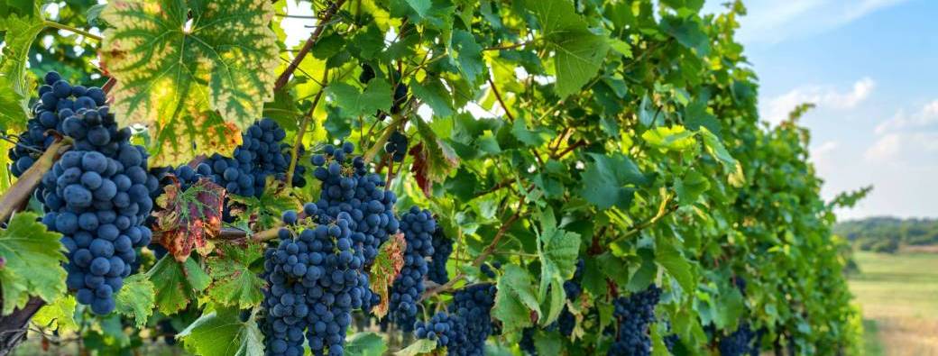 Pinots Noirs mythiques d'ici & d'ailleurs