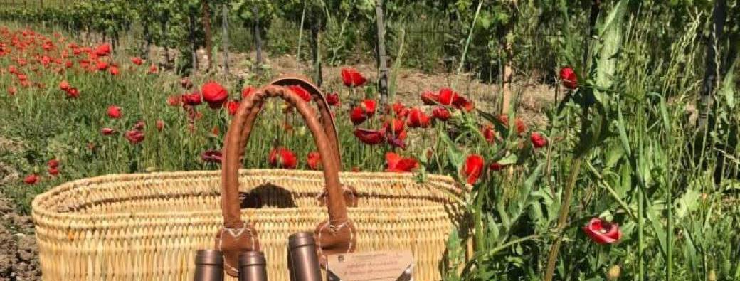 Pique nique chez le vigneron 