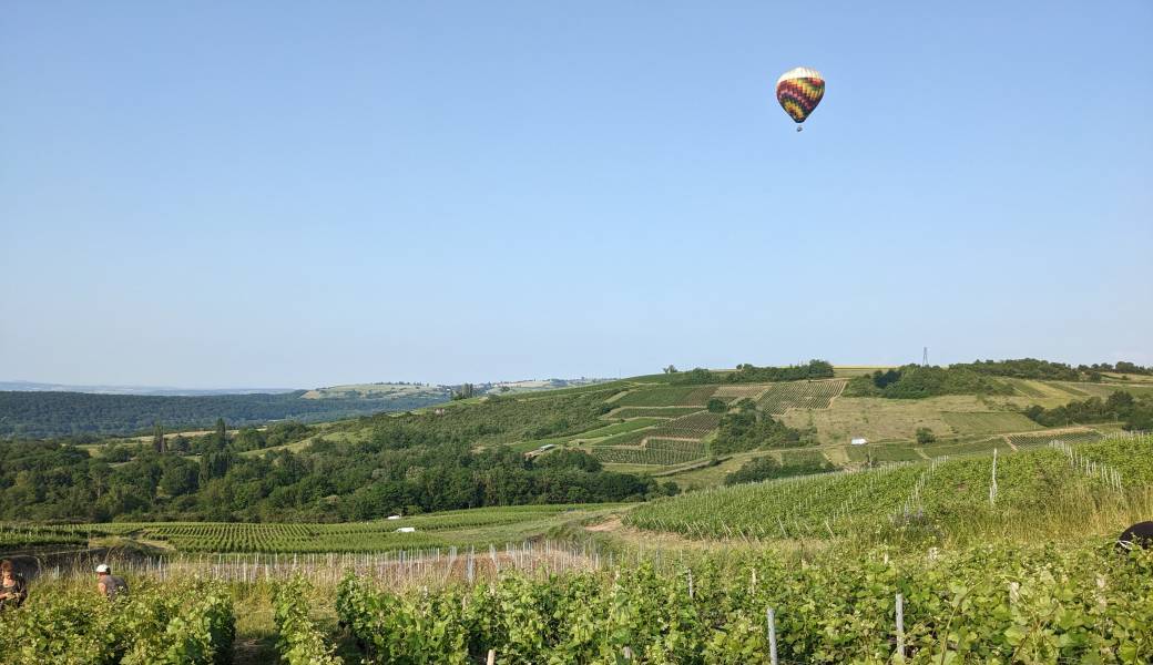 Pique-Nique dans les vignes