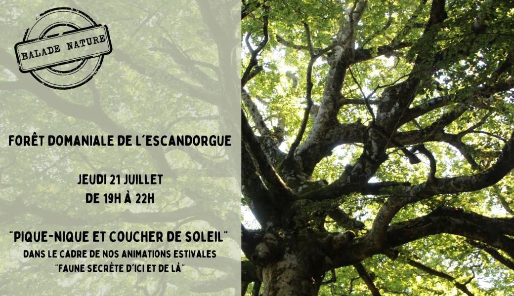 Pique-nique et coucher de soleil en forêt domaniale de l'Escandorgue