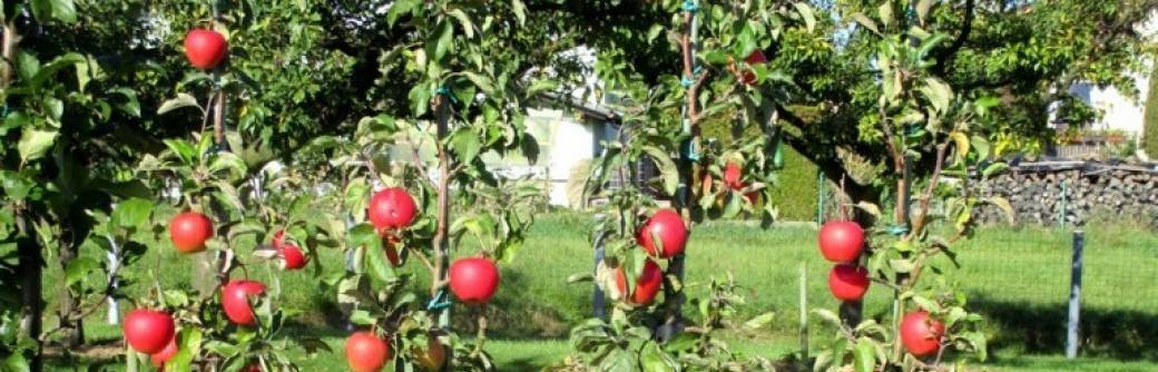 Planter des arbres fruitiers