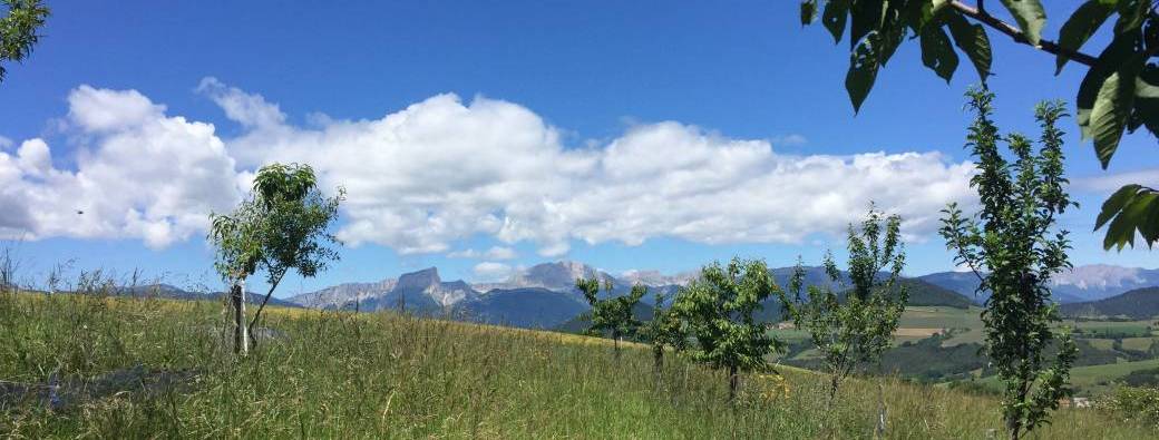 Planter un arbre sans se planter