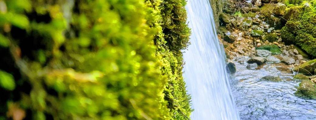 STAGE Plantes Dépuratives du printemps et émonctoires. 