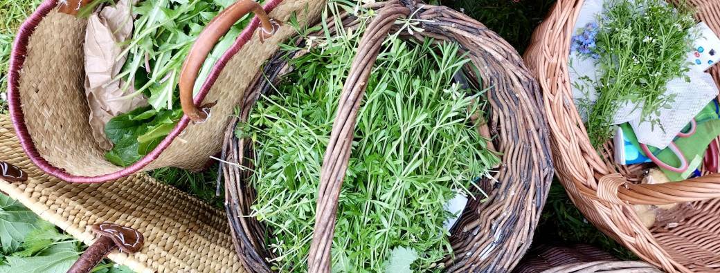 Atelier herboristerie - Pharmacie végétale