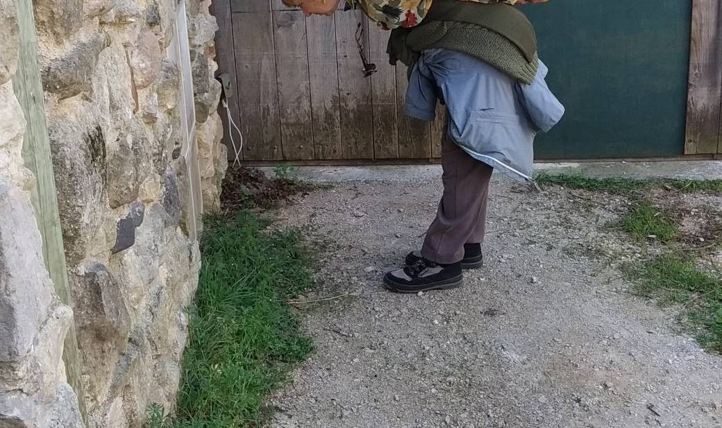Plantes sauvages des murs et des trottoirs