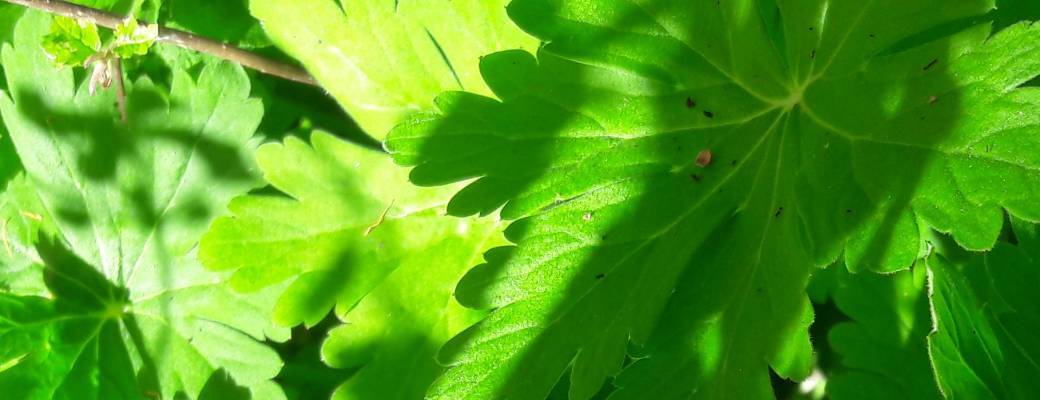 Plantes sauvages en canoë !