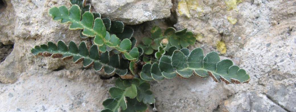 Plantes sauvages des murs et des trottoirs