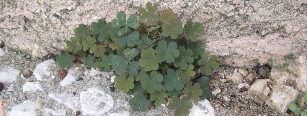 Plantes sauvages des rues et trottoirs