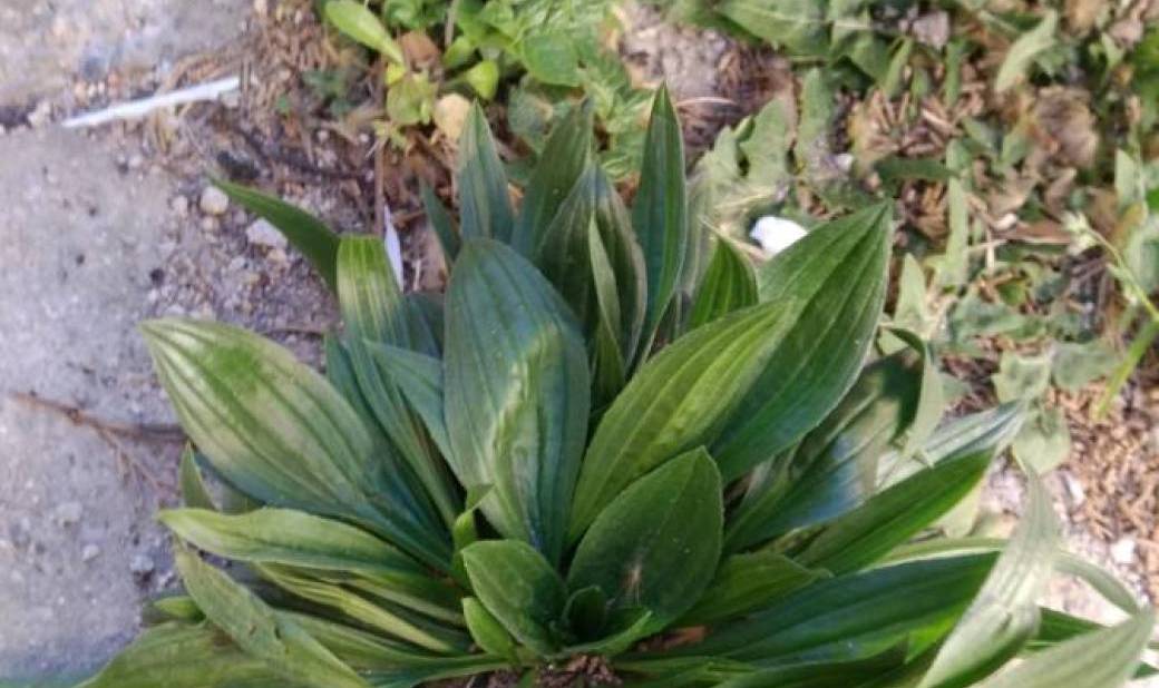 Plantes sauvages des murs et des trottoirs