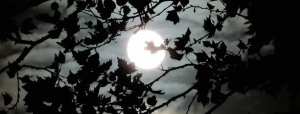 Pleine lune en nature - Forêt des Alpilles 