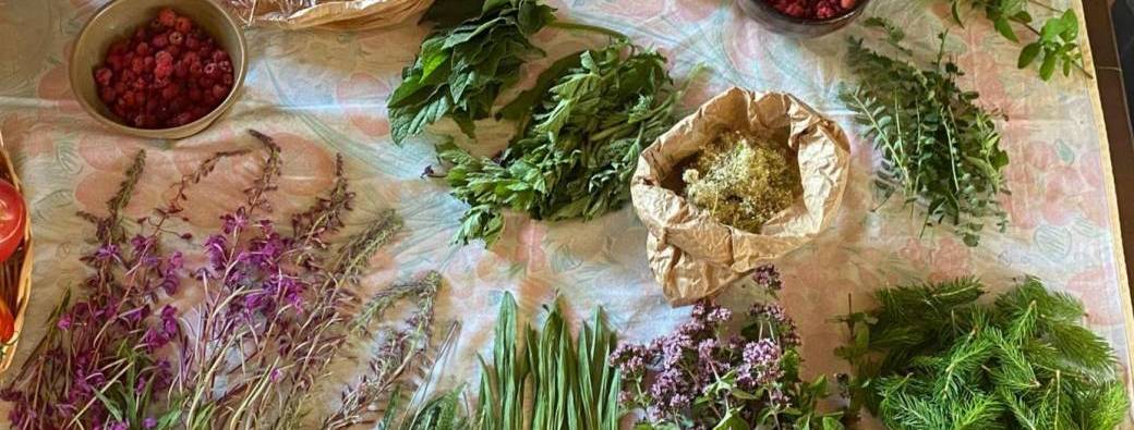 Plantes comestibles - Cuisine sauvage